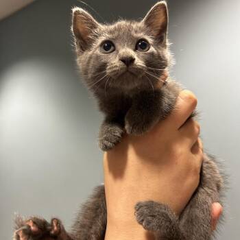 Felicity -  Domestic Short Hair Cat for Adoption in Chattanooga, Tennessee - Felicity | PetCurious