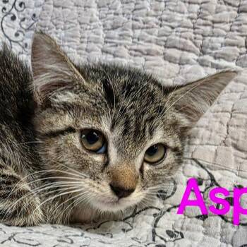 Aspen -  Domestic Short Hair Cat for Adoption in NEW PT RICHEY, Florida - Aspen | PetCurious