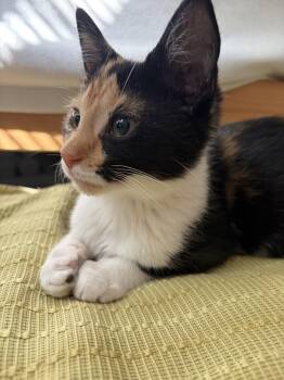 Piglet -  Domestic Short Hair and Calico Cat for Adoption in Dublin, Ohio - Piglet | PetCurious