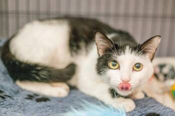 Strudel -  Domestic Short Hair Cat for Adoption in Hilton Head Island, South Carolina - Strudel | PetCurious