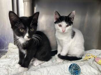 Rescue Domestic Short Hair and Tuxedo Cats for Adoption in Bloomingdale, New Jersey - Maple Syrup | PetCurious