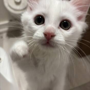 Ref and Icy -  Domestic Long Hair Cat for Adoption in Renton, Washington - Ref And Icy | PetCurious