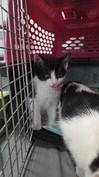 Paprika -  Domestic Short Hair Cat for Adoption in Fruit Heights, Utah - Paprika | PetCurious