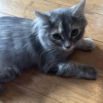 Chip -  Tabby Cat for Adoption in Pasco, Washington - Chip | PetCurious