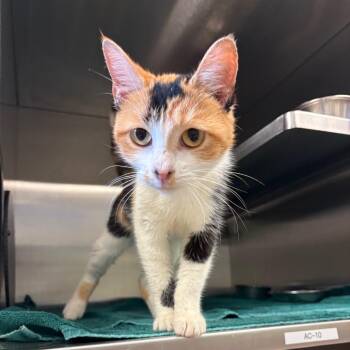 Marleigh -  Domestic Short Hair Cat for Adoption in Bristol, Indiana - Marleigh | PetCurious