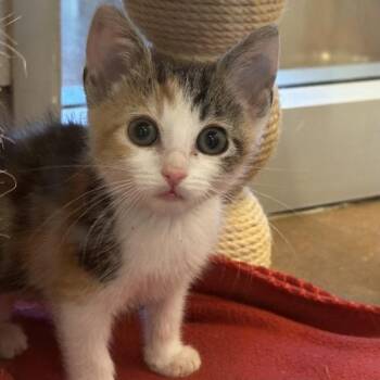 Reunion -  Domestic Short Hair Cat for Adoption in Walnut Creek, California - Reunion | PetCurious