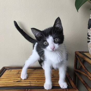 Princess Peach -  Domestic Short Hair Cat for Adoption in Milan, Illinois - Princess Peach | PetCurious