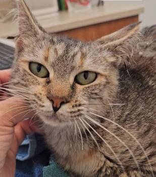Tabitha -  Tabby Cat for Adoption in Manhattan Beach, California - Tabitha | PetCurious