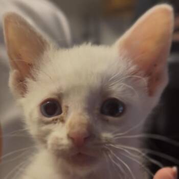 Snowball -  Domestic Medium Hair Cat for Adoption in Midland, Texas - Snowball | PetCurious