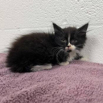 SVAS-Stray-38836 -  Domestic Medium Hair Cat for Adoption in Lyndhurst, Virginia - SVAS-Stray-38836 | PetCurious