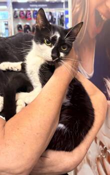 Cafe Au Lait -  Domestic Short Hair Cat for Adoption - Cafe Au Lait | PetCurious
