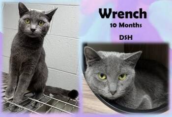 Wrench -  Domestic Short Hair Cat for Adoption in Franklin, Indiana - Wrench | PetCurious