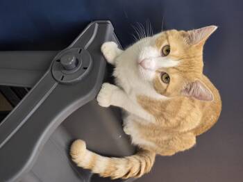 Rescue Domestic Short Hair Cats for Adoption in Edison, New Jersey - Bailey | PetCurious