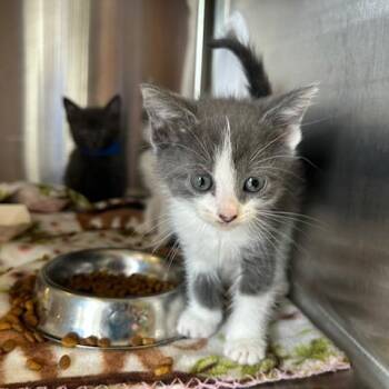 Domestic Short Hair Cats Available for Adoption in Knoxville, Tennessee - Thumbtack | PetCurious