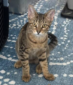 Cafu -  Tabby and Domestic Short Hair Cat for Adoption in Chicago, Illinois - Cafu | PetCurious