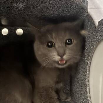 Domestic Short Hair Cats Available for Adoption - Carmen | PetCurious