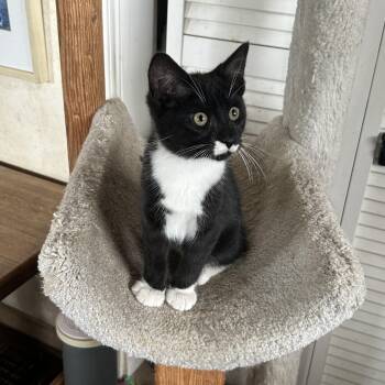 Rescue Domestic Short Hair Cats for Adoption in Tulsa, Oklahoma - Topper | PetCurious