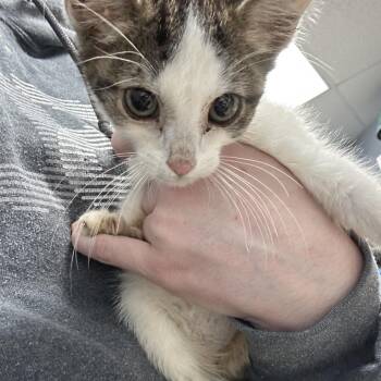 Tember -  Domestic Short Hair Cat for Adoption in Indianapolis, Indiana - Tember | PetCurious