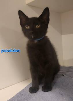 Rescue Domestic Short Hair Cats for Adoption in Blue Springs, Missouri - Poseidon | PetCurious