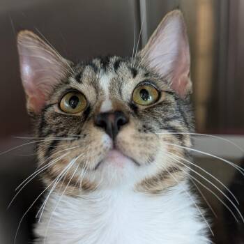 Domestic Short Hair Cats Available for Adoption - Cecil | PetCurious