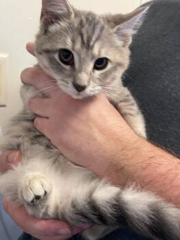 Gidget -  Domestic Short Hair Cat for Adoption in Pine Grove, Pennsylvania - Gidget | PetCurious