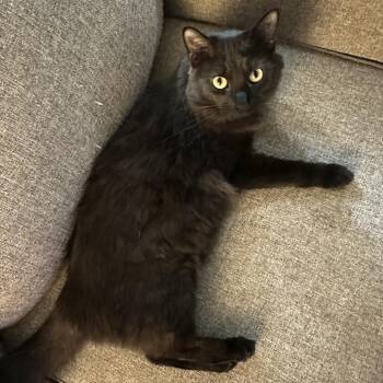 Kenny -  Domestic Medium Hair Cat for Adoption in Las Vegas, Nevada - Kenny | PetCurious