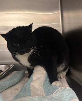 AUBREY -  Domestic Short Hair Cat for Adoption - AUBREY | PetCurious