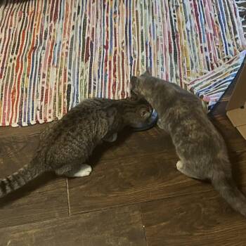 Marnie -  Domestic Short Hair Cat for Adoption in Lyndhurst, Virginia - Marnie | PetCurious