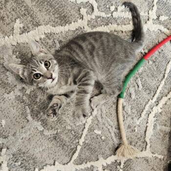 Clyde (and Bonnie) -  Domestic Short Hair Cat for Adoption in Ferndale, Washington - Clyde (and Bonnie) | PetCurious