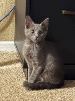 Blue -  Russian Blue Cat for Adoption in San Antonio, Texas - Blue | PetCurious