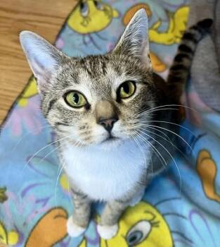 Tigerlily -  Domestic Short Hair Cat for Adoption in Rocky Hill, Connecticut - Tigerlily | PetCurious