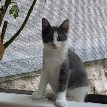 Sprout -  Domestic Short Hair Cat for Adoption in Alexandria, Virginia - Sprout | PetCurious