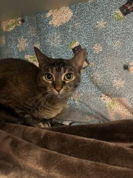 Abby -  Domestic Short Hair Cat Available for Adoption in Kansas City, Missouri - Abby | PetCurious