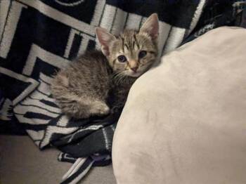 CERES -  Domestic Short Hair Cat for Adoption in Santa Fe, New Mexico - CERES | PetCurious