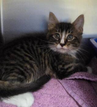Elysium (Petsmart) -  Domestic Short Hair Cat for Adoption in Ocala, Florida - Elysium (Petsmart) | PetCurious