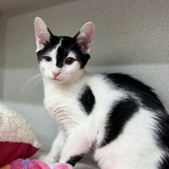 Pixie -  Domestic Short Hair Cat for Adoption in Atlanta, Georgia - Pixie | PetCurious