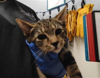 CHARLIE -  Domestic Short Hair Cat for Adoption in Albuquerque, New Mexico - CHARLIE | PetCurious