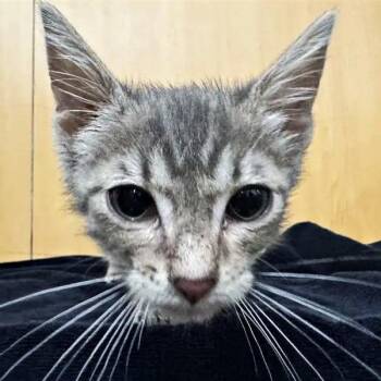 Beatrice -  Domestic Short Hair Cat for Adoption in Brentwood, Missouri - Beatrice | PetCurious
