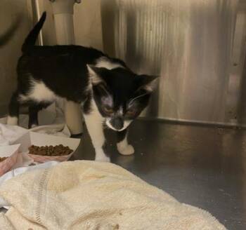 Domestic Short Hair Cats Available for Adoption - Waldo | PetCurious