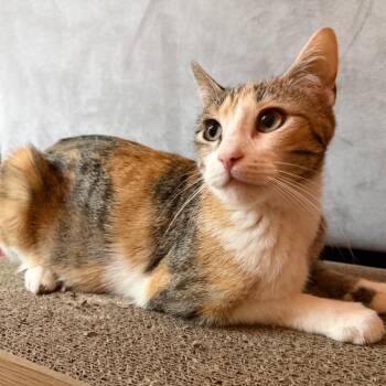 Emerald -  Domestic Short Hair Cat for Adoption in Buffalo, Minnesota - Emerald | PetCurious