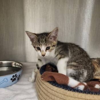 Mac -  Domestic Short Hair Cat for Adoption in Evensville, Tennessee - Mac | PetCurious