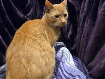 Domestic Short Hair Cats Available for Adoption - A1260345 | PetCurious