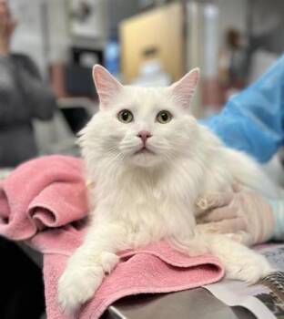 Domestic Short Hair Cats Available for Adoption - Georgio | PetCurious