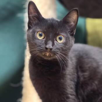 Galaxy -  Domestic Short Hair Cat for Adoption in Lowell, Arkansas - Galaxy | PetCurious