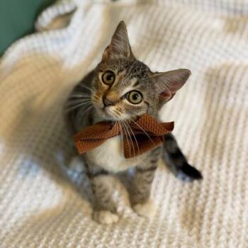 Elain Archeron -  Tabby and Domestic Short Hair Cat for Adoption in Friendswood, Texas - Elain Archeron | PetCurious
