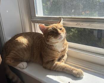 Rescue Domestic Short Hair Cats for Adoption - Farro | PetCurious