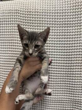 Puck -  Domestic Short Hair Cat for Adoption in Honolulu, Hawaii - Puck | PetCurious