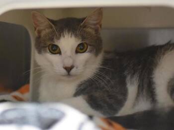Denice -  Domestic Short Hair Cat for Adoption in Portland, Oregon - Denice | PetCurious
