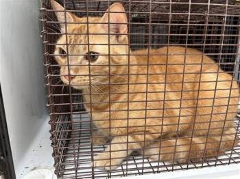 CANELO -  Domestic Short Hair Cat for Adoption in Houston, Texas - CANELO | PetCurious