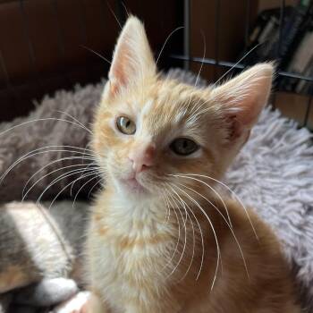 Buttercup -  Domestic Short Hair Cat for Adoption in Santa Rosa, California - Buttercup | PetCurious